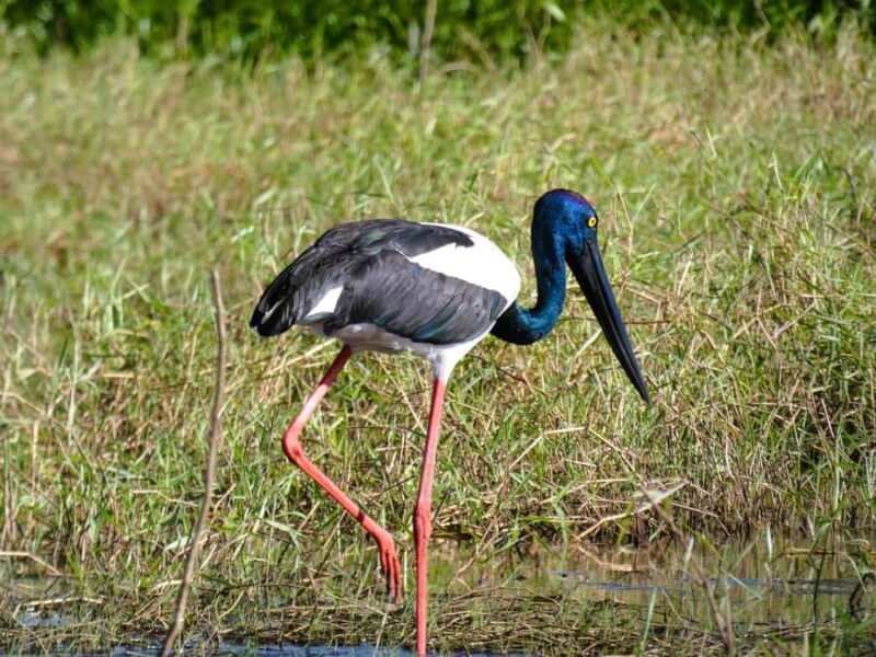 Jumping Crocodile Cruise from Darwin Half-Day Scenic Trip - Good To Know