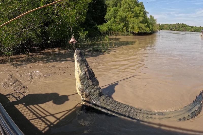 Jumping Crocodile Cruise Half Day Tour - From Darwin to Adelaide River
