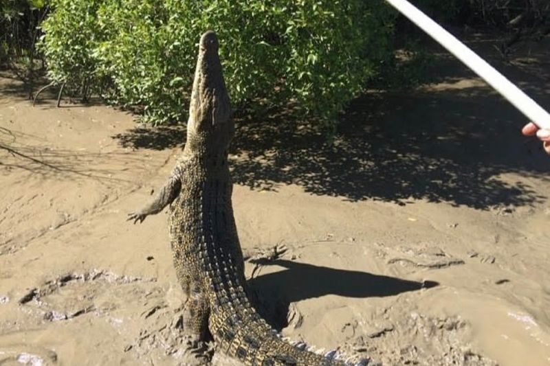 Jumping Crocodile Cruise Half Day Tour - What the Four Hours Feel Like
