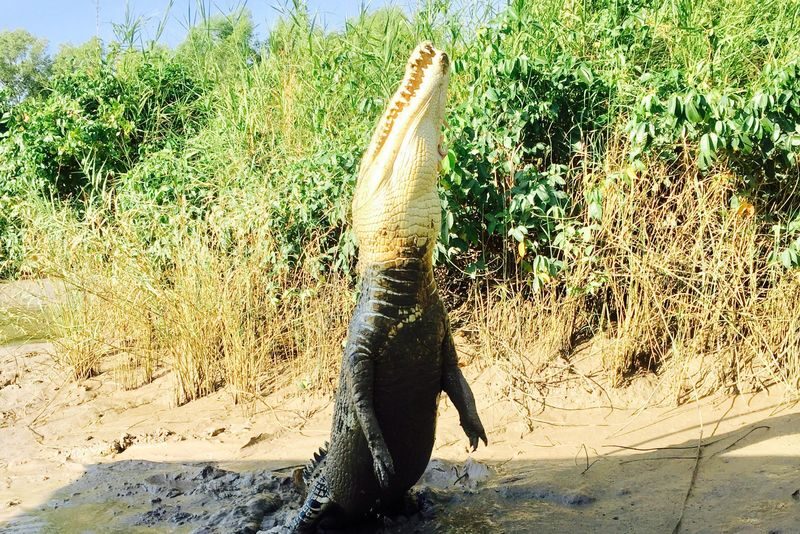 Jumping Crocodile Cruise Half Day Tour - Who Will Enjoy This Tour Most