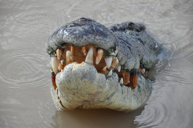 Jumping Crocodile Cruise With Lunch - Reviews