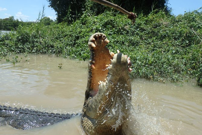 Jumping Crocodile Cruise With Lunch - Tour Itinerary