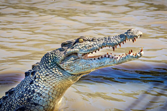 Jumping Crocodile Experience - Overview and Expectations