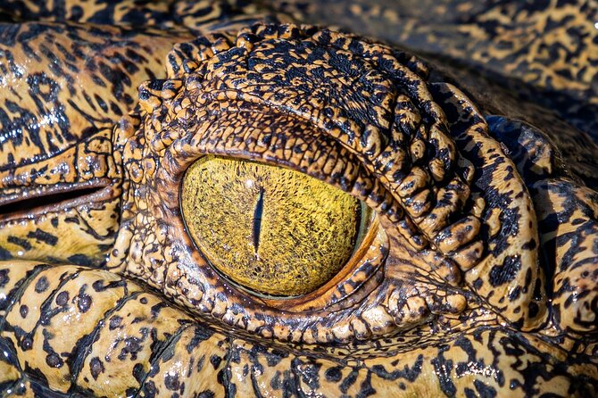 Jumping Crocodile Experience - Customer Reviews