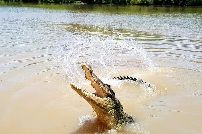 Jumping Crocodile Experience - Crocodile Size and Beauty