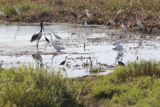 Jumping Crocs & Nature Adventure Cruise From Darwin - Traveler Photos and Reviews