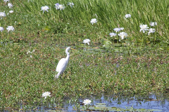 Jumping Crocs & Nature Adventure Cruise From Darwin - The Sum Up