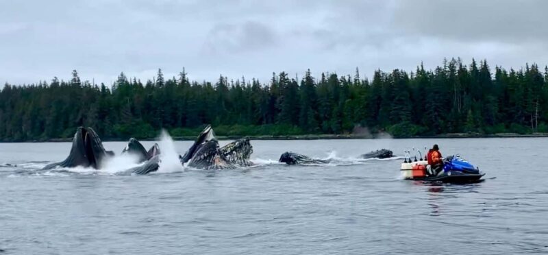 Juneau: 3-hour jet ski glacier view and whale watch - Pricing and Value