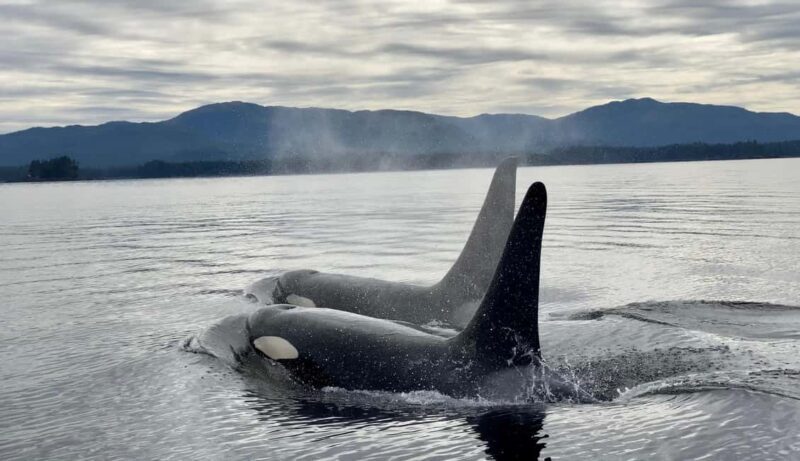 Juneau: 3-hour jet ski glacier view and whale watch - Final Thoughts