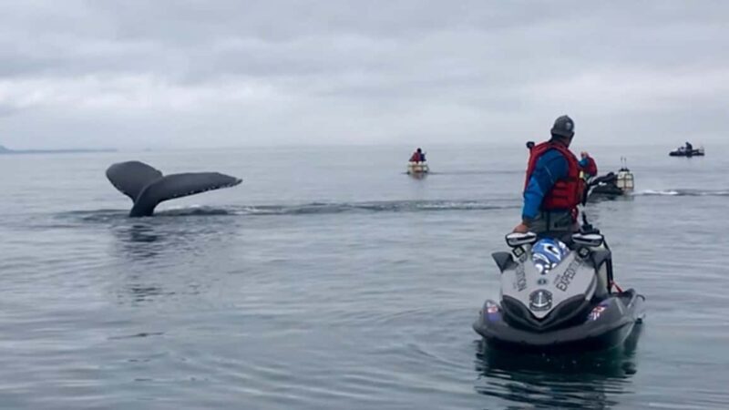 Juneau: 3-hour jet ski glacier view and whale watch - FAQ