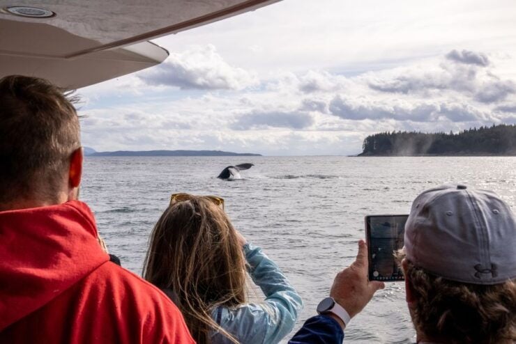 Juneau: All Inclusive Luxury Whale Watch - Duration, Availability, and Inclusions