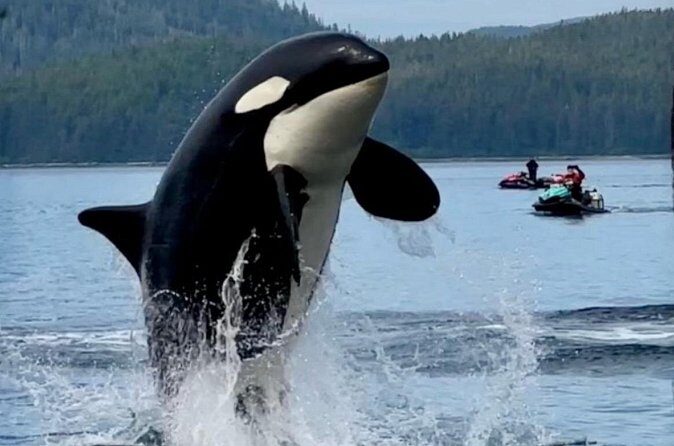 Juneau Jetski & Whale Adventure - FAQ