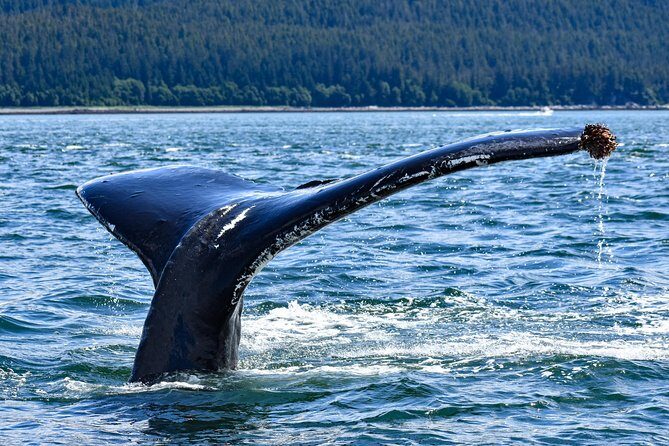 Juneau Lighthouse Tours - Whale watching & Lighthouse Combo - A Detailed Look at the Experience