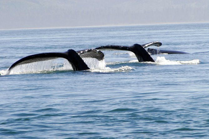 Juneau Lighthouse Tours - Whale watching & Lighthouse Combo - Introduction
