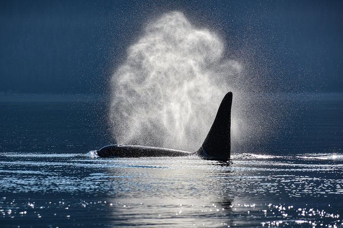 Juneau Lighthouse Tours - Whale watching & Lighthouse Combo - Scenic Stop at Brotherhood Bridge & Glacier Views