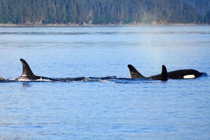 Juneau Lighthouse Tours - Whale watching & Lighthouse Combo - Food and Refreshments