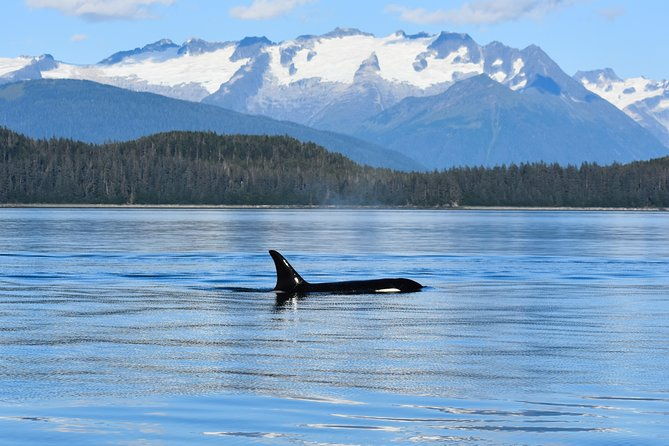 Juneau Lighthouse Tours - Whale watching & Lighthouse Combo - The Practicalities