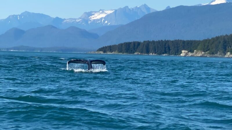 Juneau: Mendenhall Glacier and Whale Watching Tour - What You Can Expect from the Tour