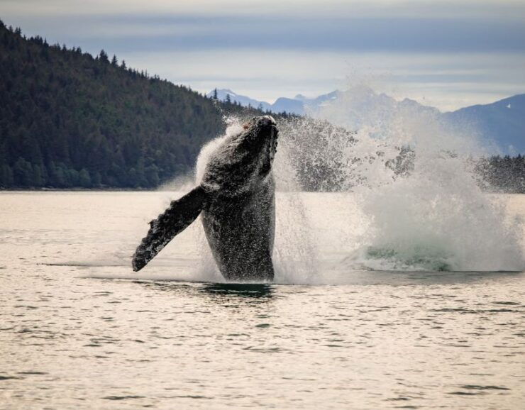 Juneau: Mendenhall Glacier Waterfall & Whale Watching Tour - Itinerary Details