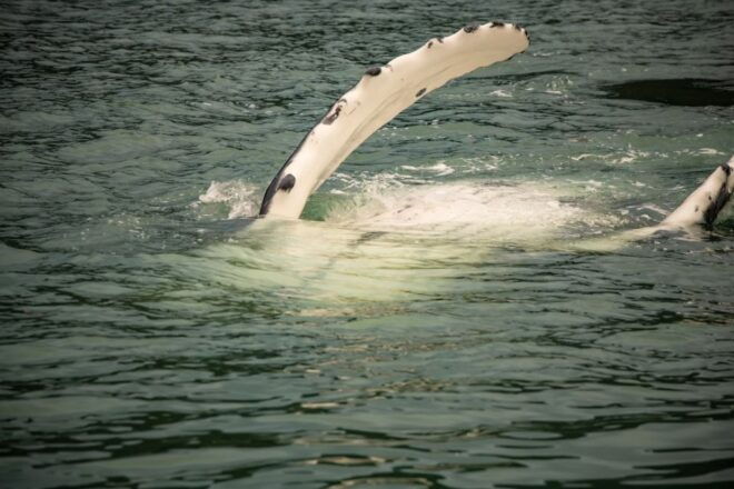 Juneau: Mendenhall Glacier Waterfall & Whale Watching Tour - Areas for Improvement