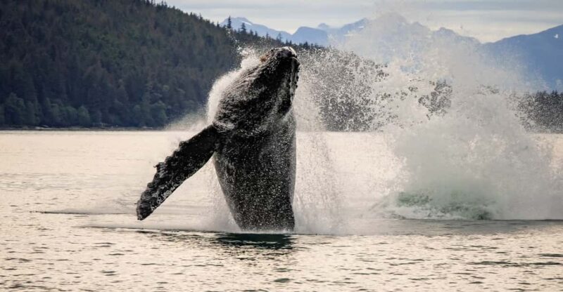 Juneau: Mendenhall Glacier Waterfall & Whale Watching Tour - Starting Point and Transportation