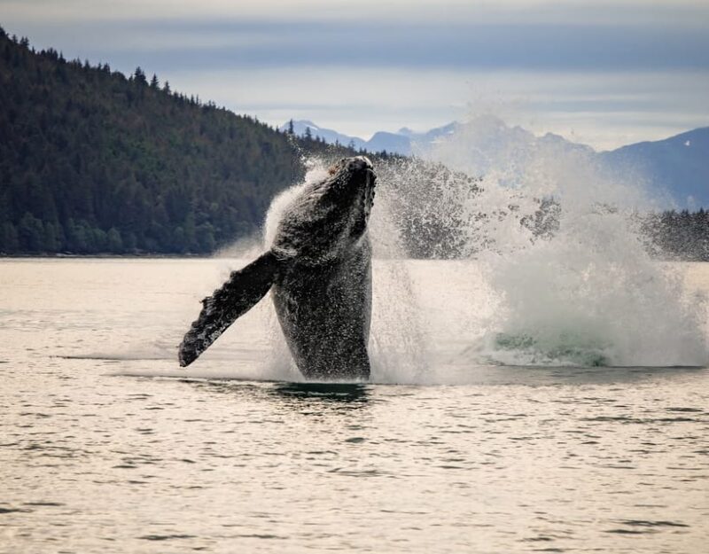 Juneau: Mendenhall Glacier Waterfall & Whale Watching Tour - Mendenhall Glacier and Nugget Falls