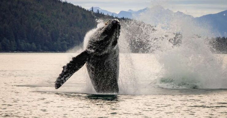 Juneau: Mendenhall Glacier Waterfall & Whale Watching Tour - Highlights