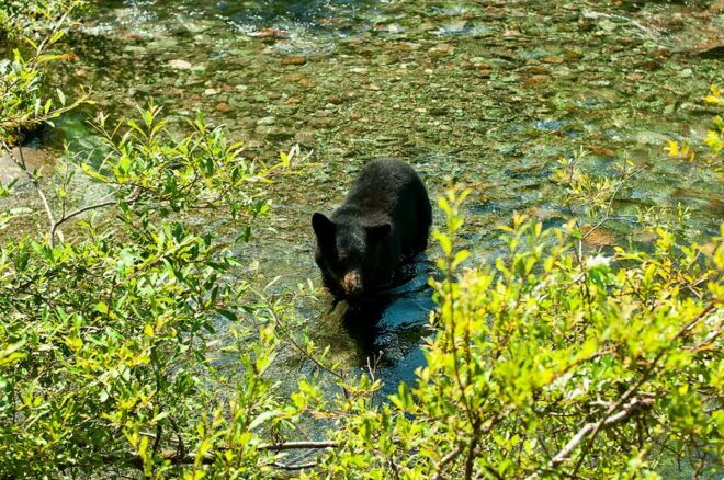 Juneau: Rainforest and Waterfalls Trek - Pickup Information