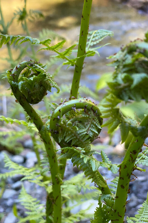 Juneau: Rainforest Photo Safari on a Segway - What Makes This Tour Stand Out
