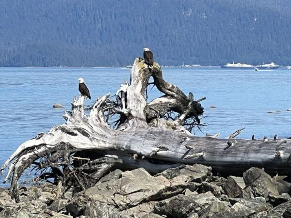 Juneau: Rainforest Photo Safari on a Segway - Common Questions