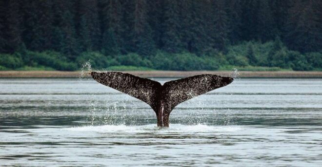 Juneau: Sentinel Lighthouse and Whale Watching Cruise - Full Description