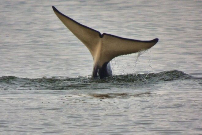 Juneau: Sentinel Lighthouse and Whale Watching Cruise - Free Cancellation and Flexible Payment