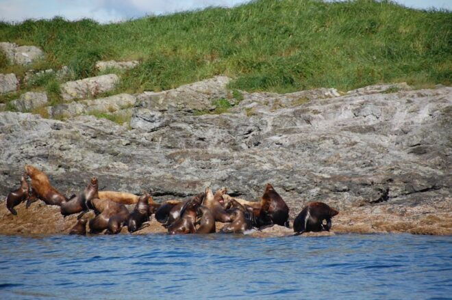 Juneau: Sentinel Lighthouse and Whale Watching Cruise - Duration and Availability