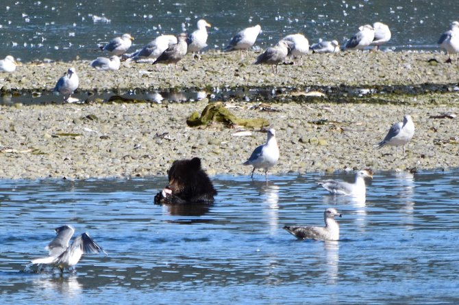 Juneau Shore Excursion: Fortress of the Bears Pack Creek - Tour Overview and Features