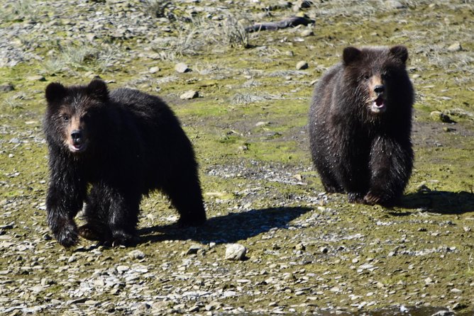 Juneau Shore Excursion: Fortress of the Bears Pack Creek - Additional Information and Requirements