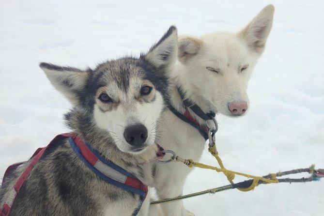 Juneau Shore Excursions: Juneau Helicopter Tour & Dogsledding Experience - Inclusions