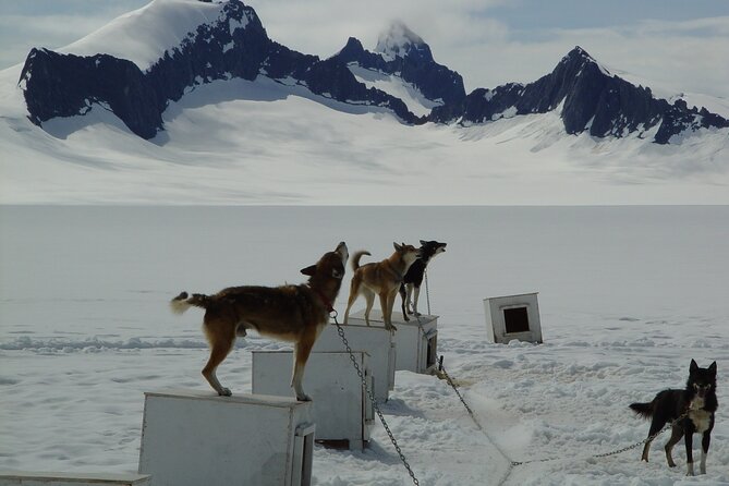 Juneau Shore Excursions: Juneau Helicopter Tour & Dogsledding Experience - Meeting and Pickup Details