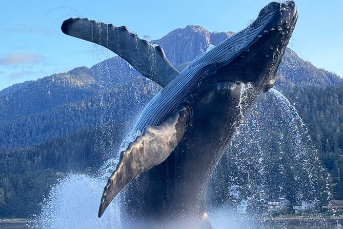 Juneau Top Sight Seeing Private Tour - Good To Know