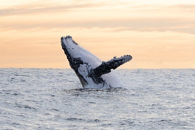 Juneau Whale Watch Adventure - The Value of This Whale Watch Tour