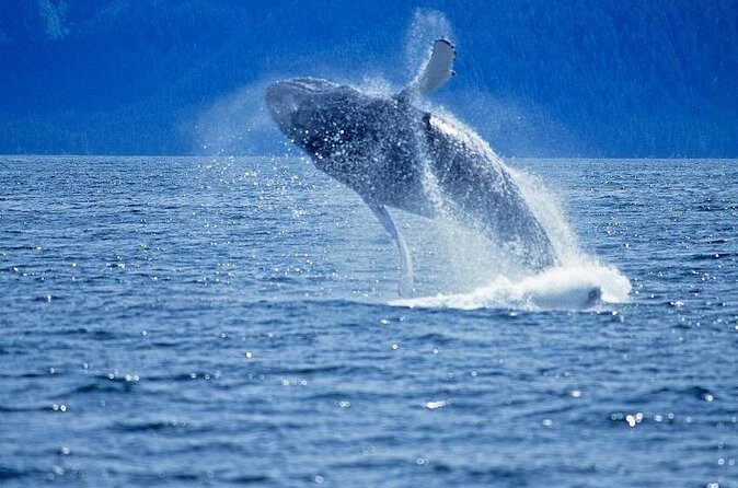 Juneau Whale Watch Adventure - Who Would Love This Tour?