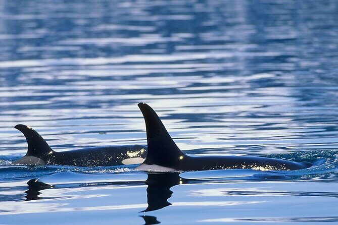 Juneau Whale Watch Adventure - FAQ