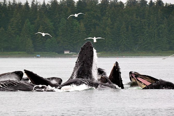 Juneau Whale Watching Adventure - Additional Information