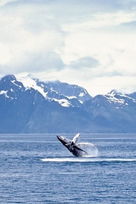 Juneau: Whale Watching and Mendenhall Glacier Day Trip - An In-Depth Look at the Juneau Tour Experience