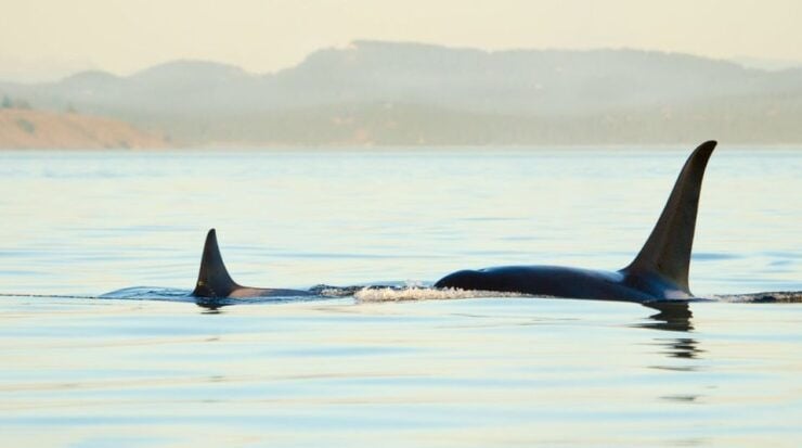Juneau: Whale Watching and Mendenhall Glacier Day Trip - Good To Know