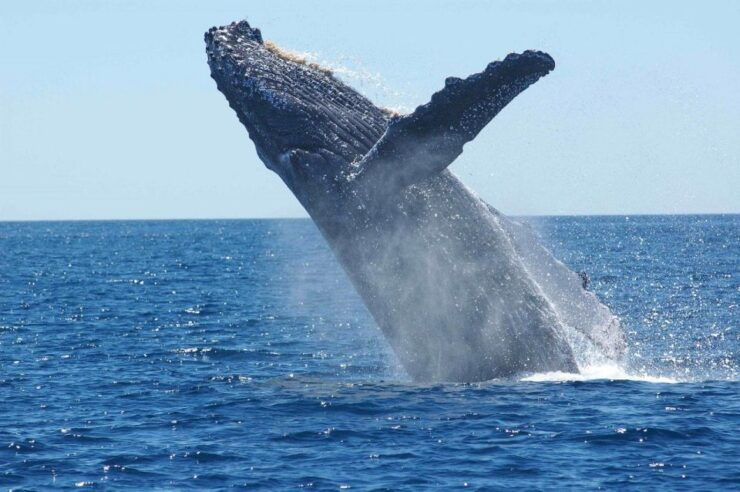 Juneau: Whale Watching and Mendenhall Glacier Day Trip - Activity Details and Logistics