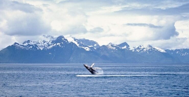 Juneau: Whale Watching and Mendenhall Glacier Day Trip - Experience Highlights