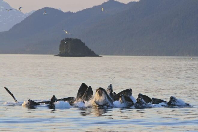 Juneau: Whale Watching and Mendenhall Glacier Day Trip - Black Bear Sightings