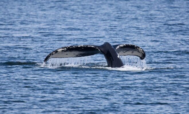 Juneau: Whale Watching and Wildlife Cruise With Local Guide - Itinerary and Logistics
