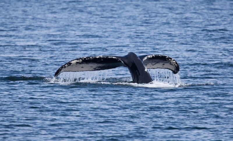 Juneau: Whale Watching and Wildlife Cruise with Local Guide - An In-Depth Look at the Experience