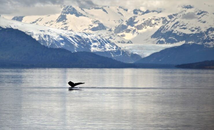 Juneau: Whale Watching and Wildlife Cruise With Local Guide - Activity Details